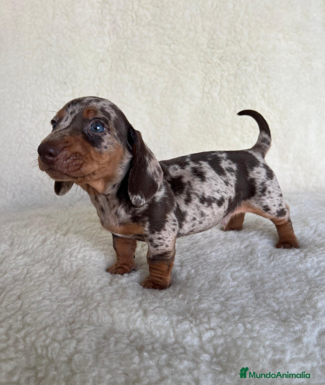 Teckel Miniatura perros en venta: Teckel miniatura varios colores - Imagen 2