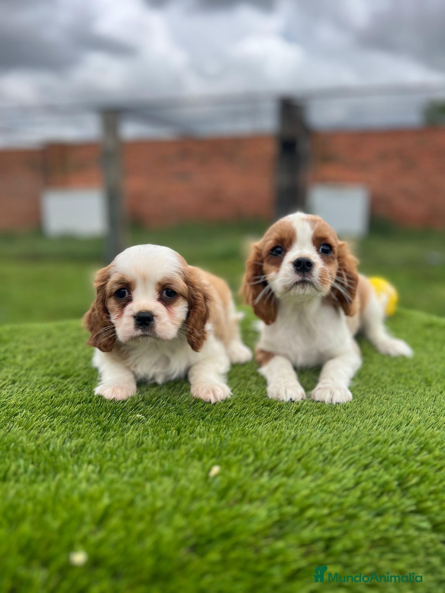 Cavalier King Charles Spaniel perros Cavalier king - Anuncio 4