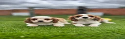Cavalier King Charles Spaniel perros en venta: Cavalier king - Anuncio 1