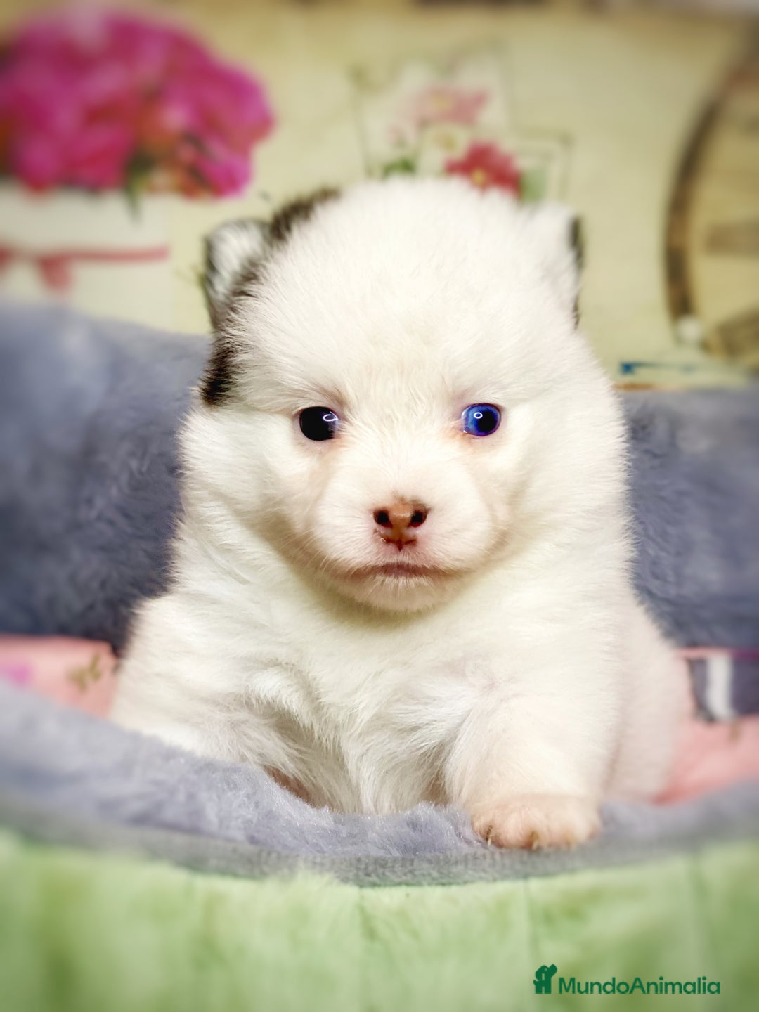 Pomsky perros en venta: Cachorro Pomsky (husky miniatura) - Imagen 2