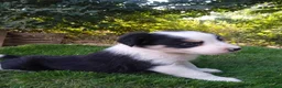 Border Collie perros en venta: Border collies de Calidad  - Anuncio 5
