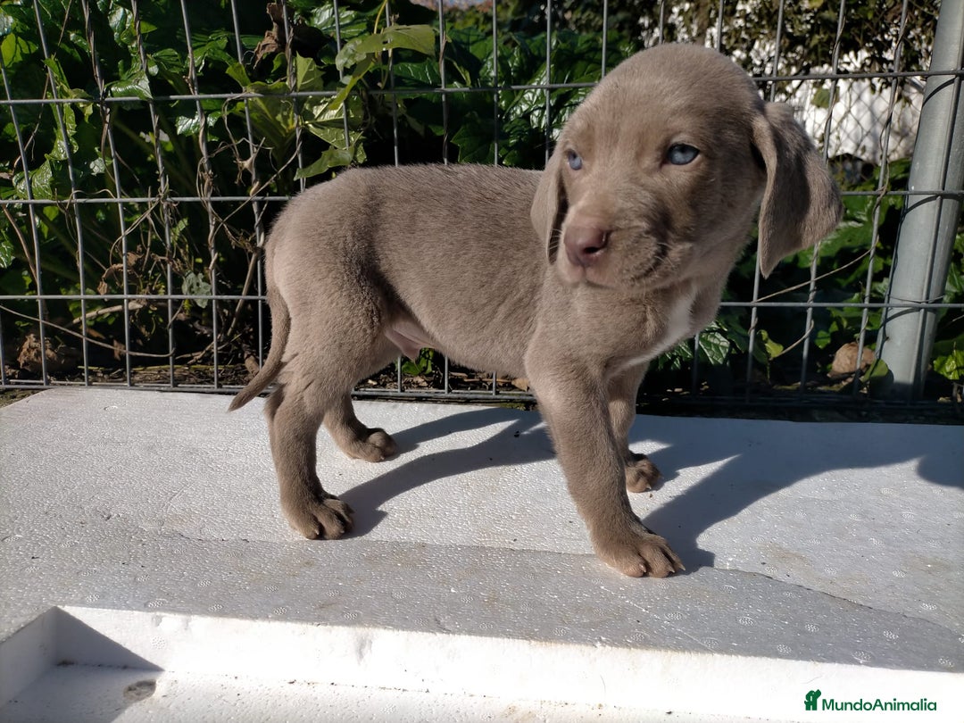 Weimaraner perros en venta: Braco de weimar 2 ultimas hembras!! - Anuncio 4