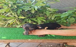 Teckel perros en venta: Teckel  canichen - Imagen 12