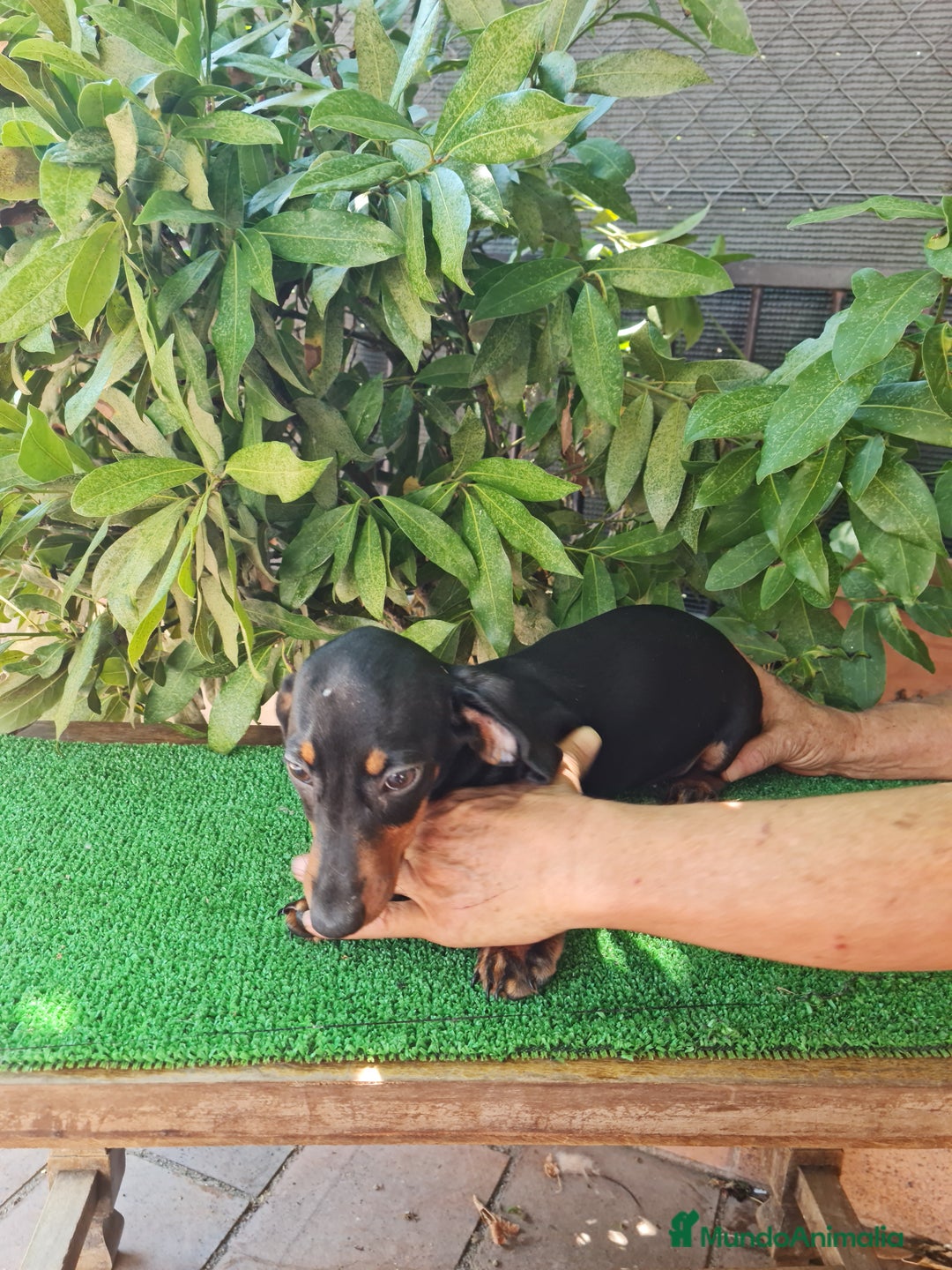 Teckel perros en venta: Teckel  canichen - Imagen 12