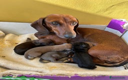 Teckel perros en venta: Teckel - Imagen 1