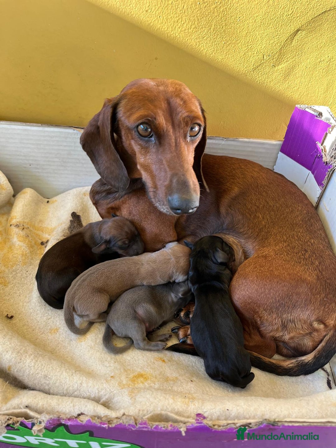 Teckel perros en venta: Teckel - Imagen 1
