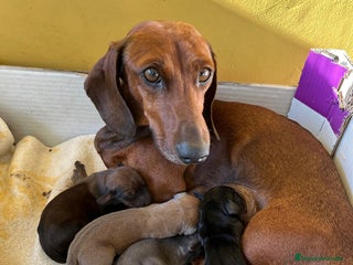 Teckel perros - Anuncio 18