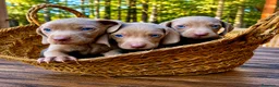 Weimaraner perros en venta: Bracos de Weimar magníficos - Anuncio 7