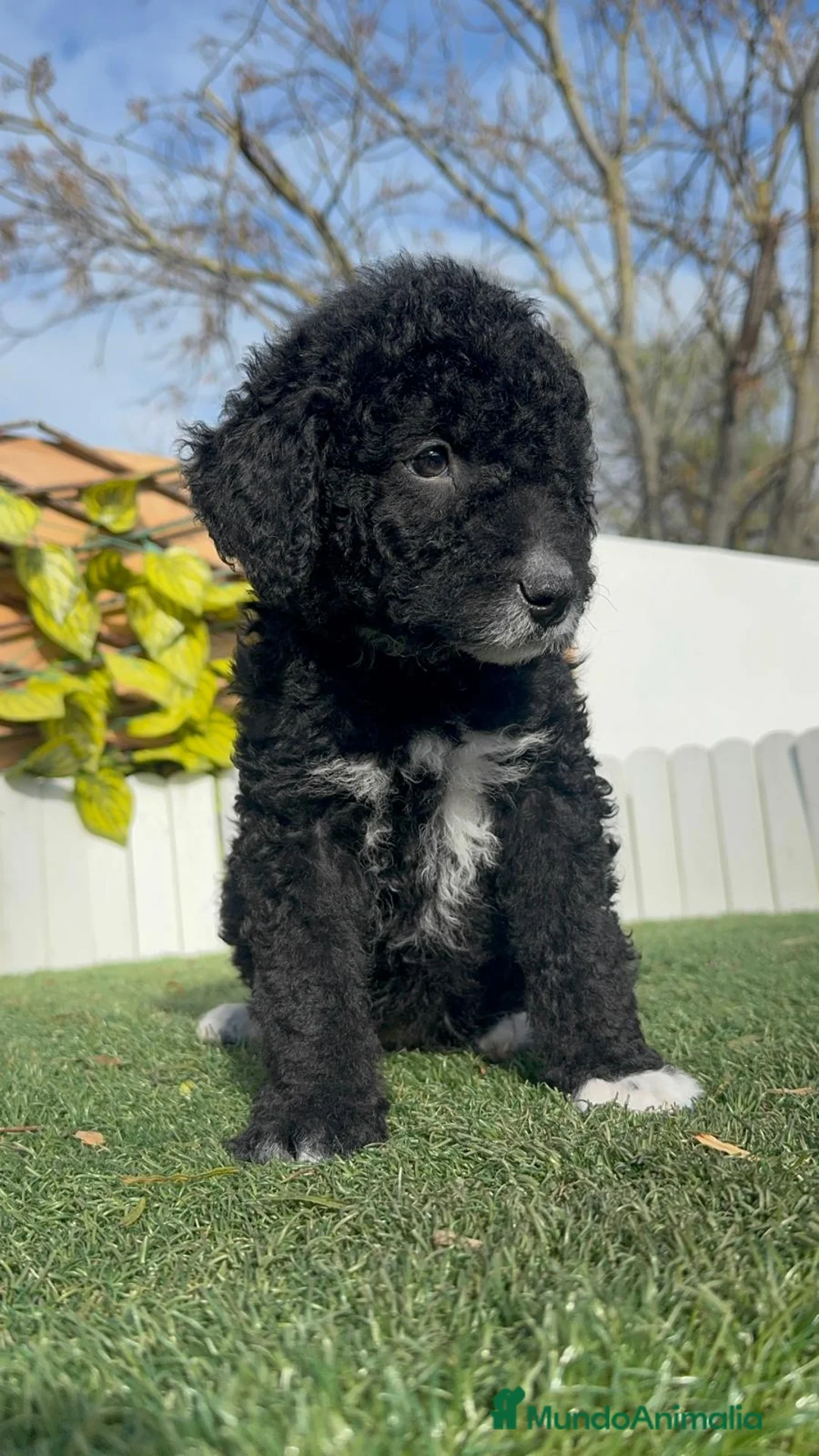 Perro de Agua Español perros en venta: PERRO DE AGUA  - Anuncio 7