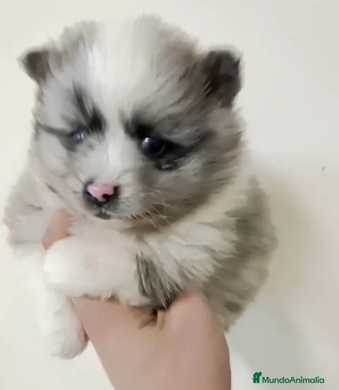 Pomerania perros en venta: Pomerania hembra merle - Anuncio 1
