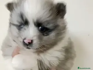 Pomerania perros Pomerania hembra merle - Anuncio 1