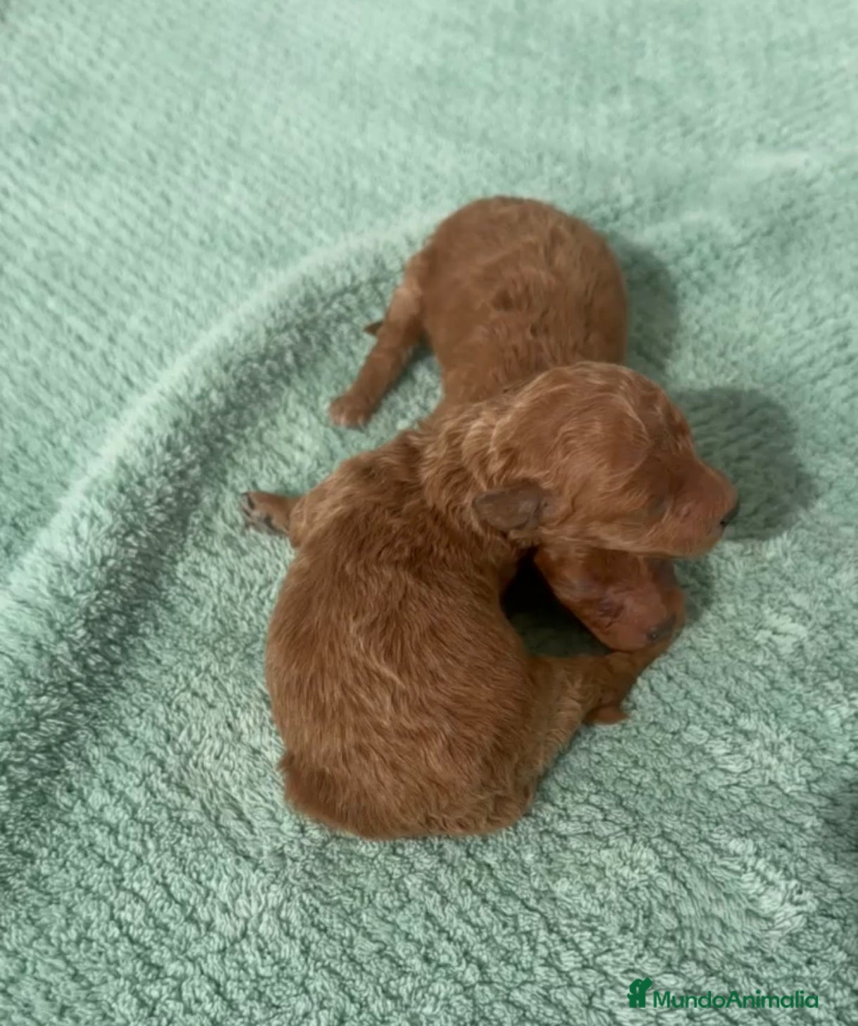 Caniche Toy perros Comprar machitonde caniche toy rojo  - Anuncio 4