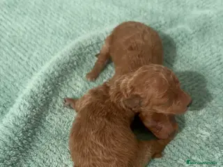 Caniche Toy perros Comprar machitonde caniche toy rojo - Anuncio 4