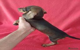 Teckel Miniatura perros en venta: Teckel Miniatura  - Imagen 2