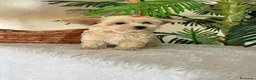 Maltipoo perros en venta: MALTIPOO HEMBRA - Anuncio 9