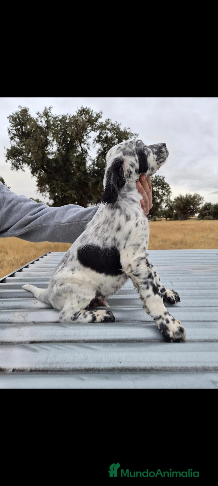 Setter Inglés perros en venta: Setter - Anuncio 1