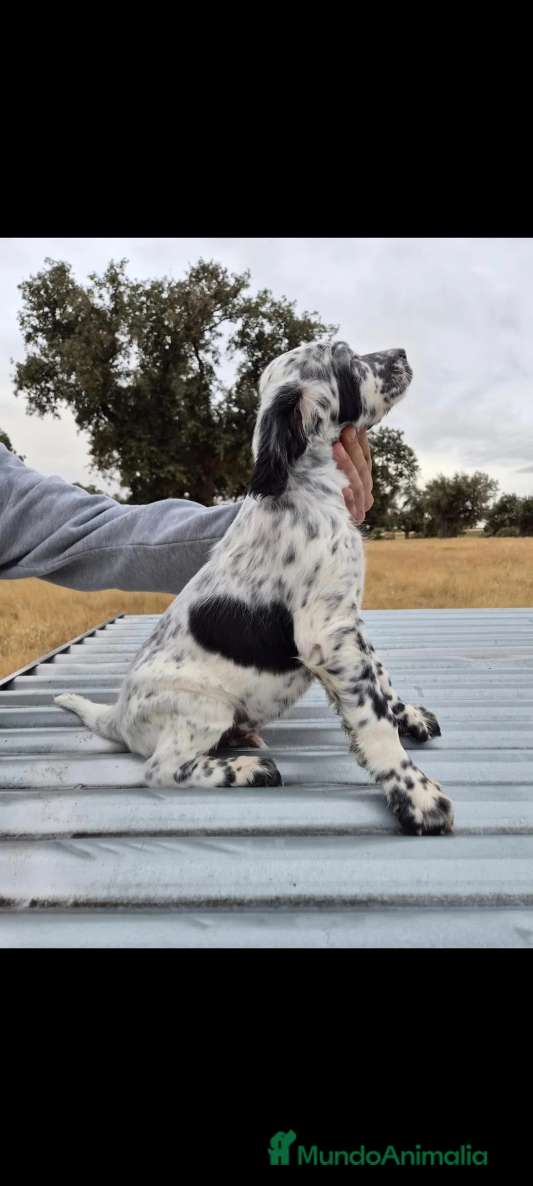 Setter Inglés perros en venta: Setter - Anuncio 1