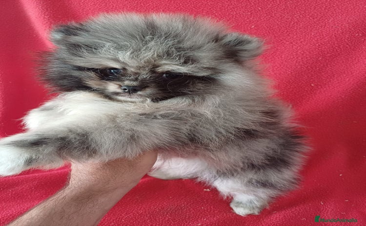 Pomerania perros - Anuncio 2