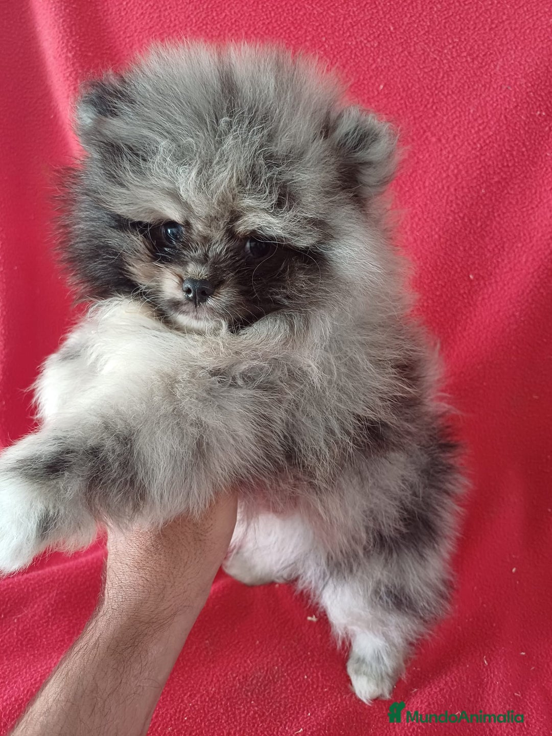 Pomerania perros en venta: Pomerania Mini Merle  - Imagen 1