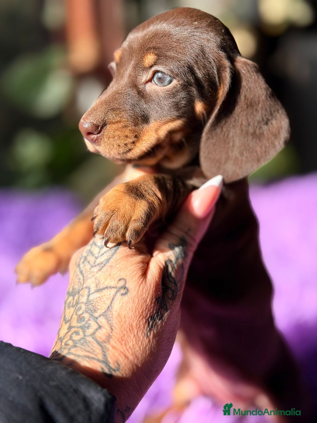 Teckel Miniatura perros en venta: TECKEL CHOCOLATE HEMBRA  - Anuncio 5