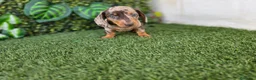 Teckel Miniatura perros en venta: TECKEL MINIATURA ARLEQUIN - Anuncio 2