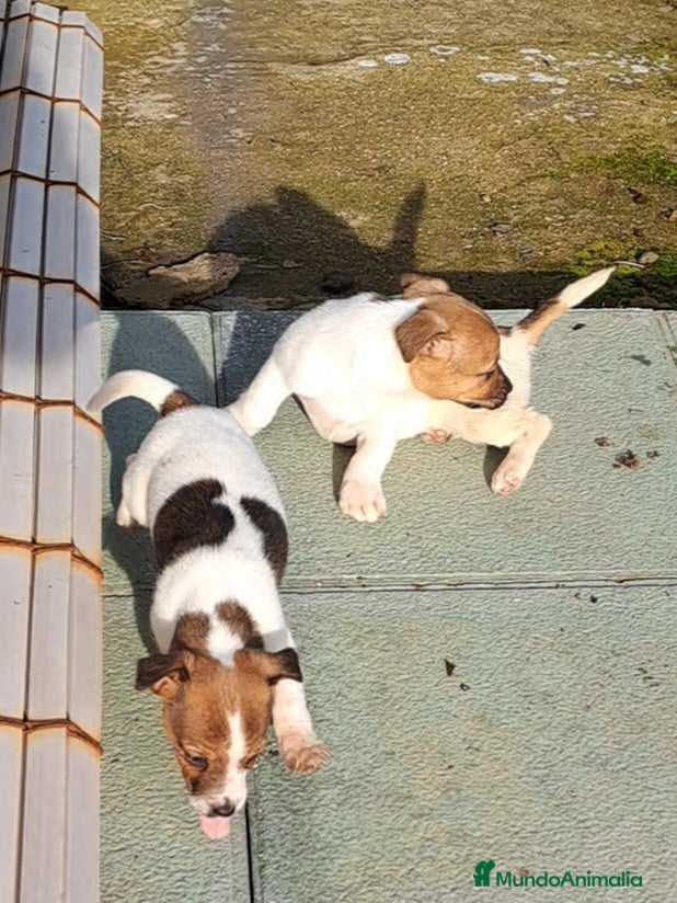 Jack Russell Terrier perros Jack russell  - Anuncio 2