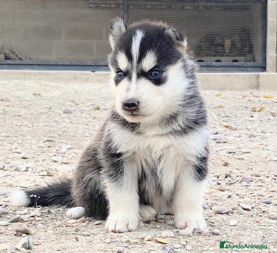 Husky Siberiano perros en venta: Husky Siberiano  - Imagen 4