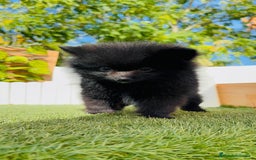 Pomerania perros en venta: POMERANIA HEMBRA - Imagen 2