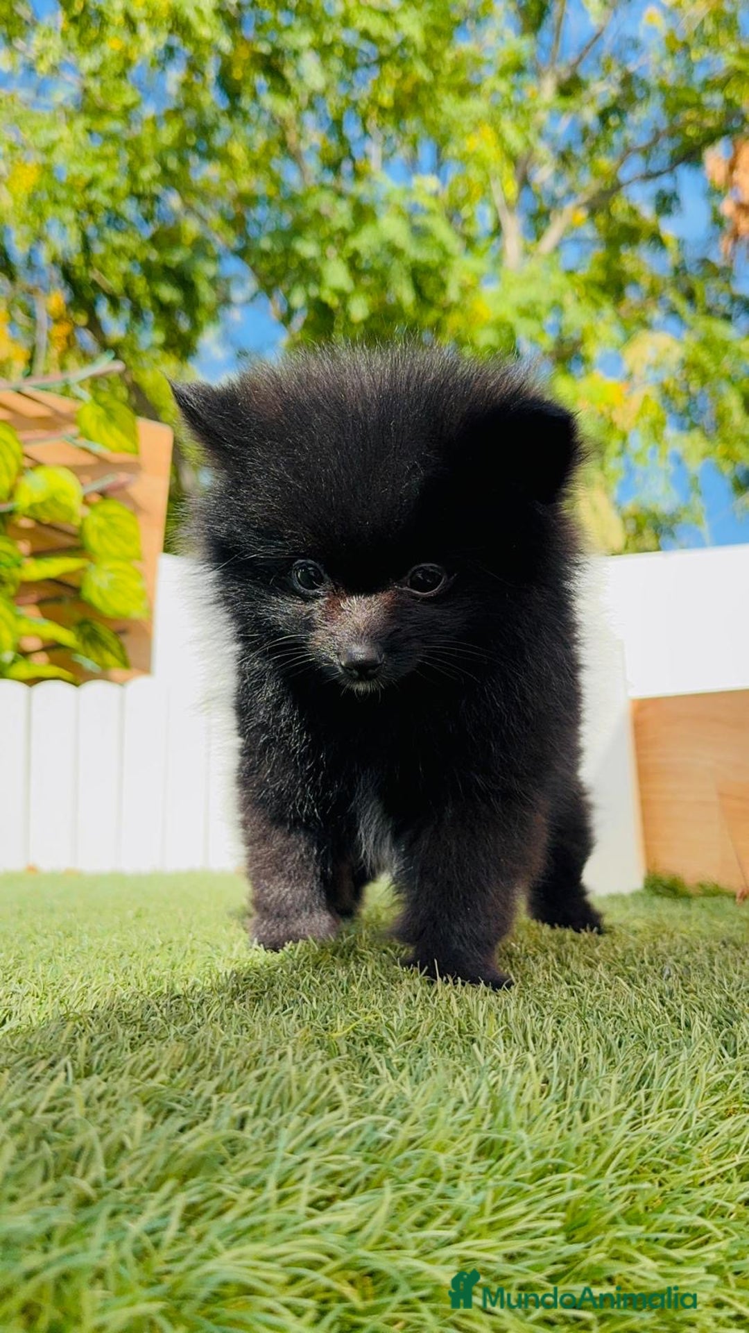Pomerania perros en venta: POMERANIA HEMBRA - Imagen 2