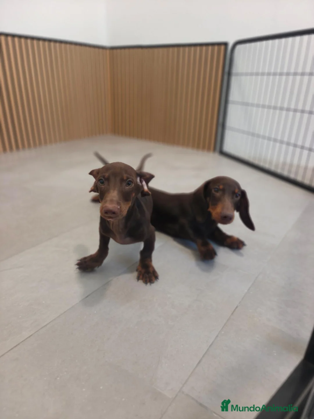 Teckel Miniatura perros en venta: Teckel Mini chocolate machos  - Anuncio 15