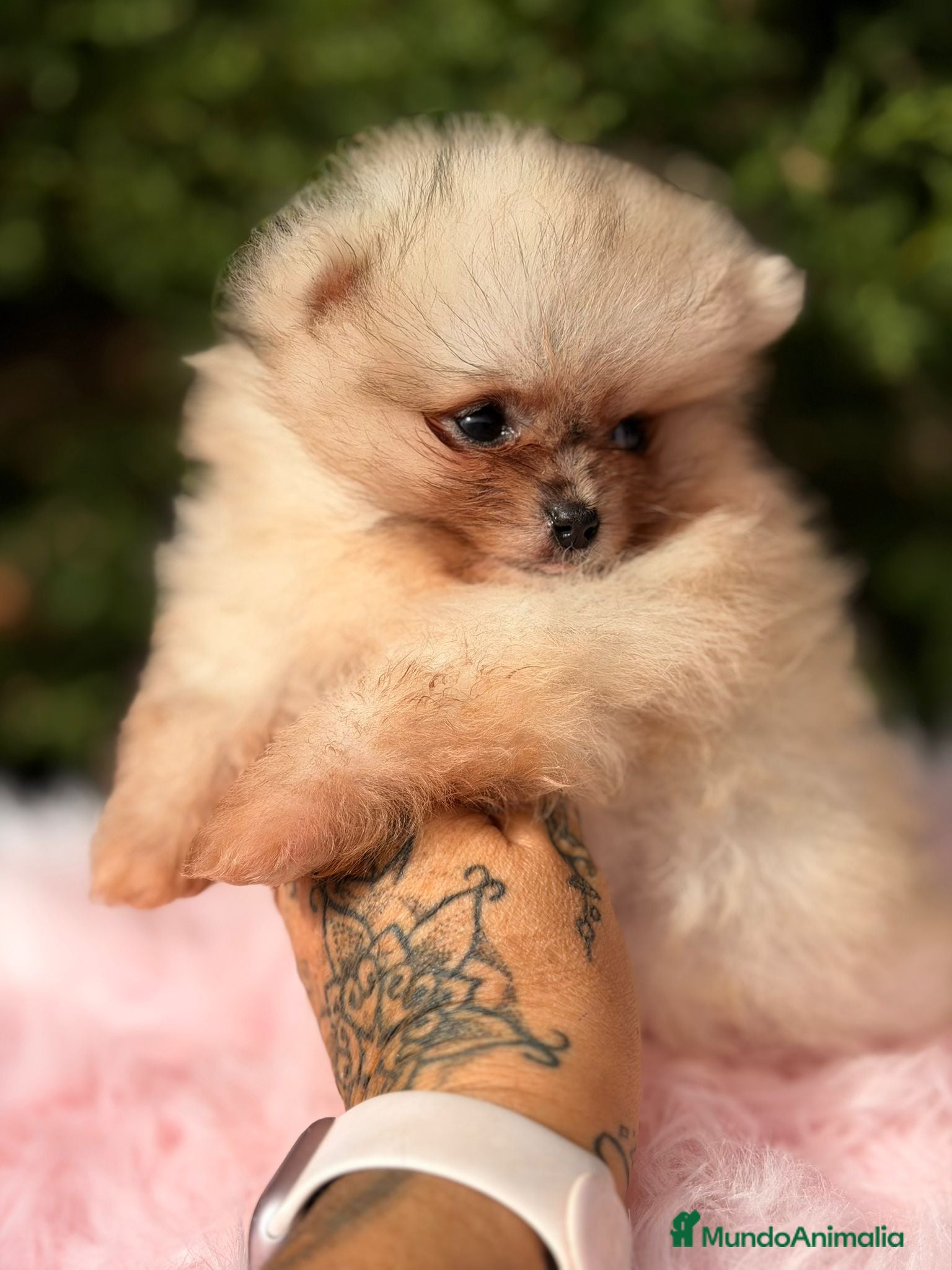 Pomerania perros Pomerania hembra  - Anuncio 22