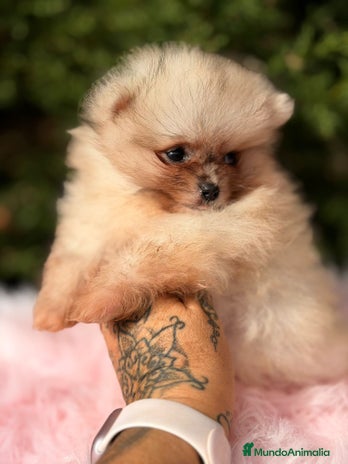 Pomerania perros Pomerania hembra - Anuncio 1