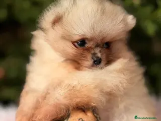 Pomerania perros Pomerania hembra - Anuncio 23