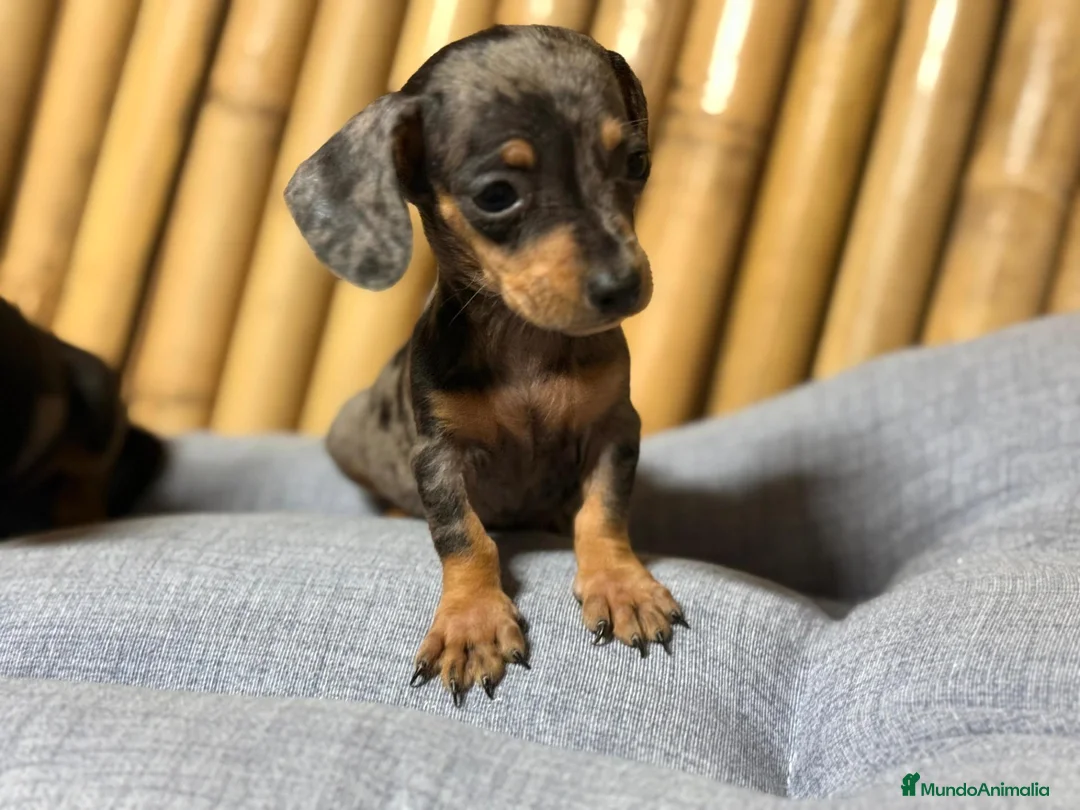 Teckel Miniatura perros en venta: Teckel  mini - Anuncio 4