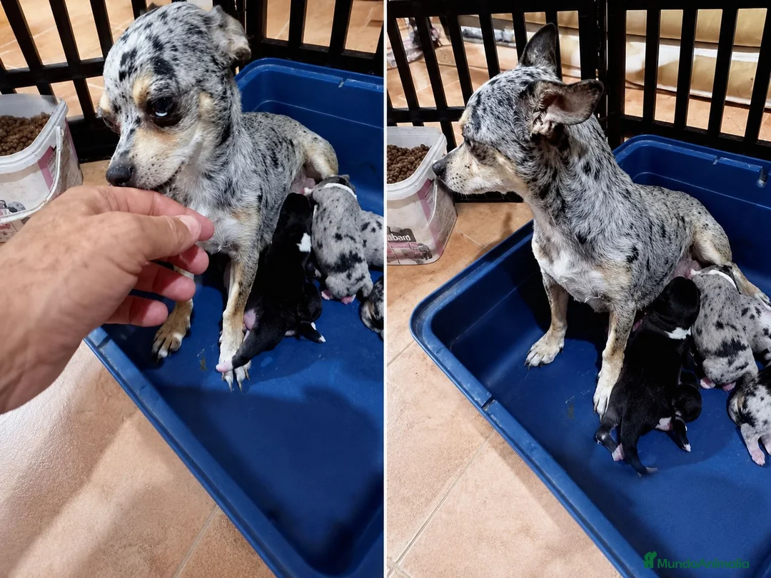 Chihuahua perros en venta: Camada Kiwi chihuahua  - Anuncio 1