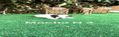 Jack Russell Terrier Macho N 3 