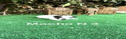 Jack Russell Terrier perros en venta: Jack Russell preciosos cachorros disponibles  - Anuncio 4