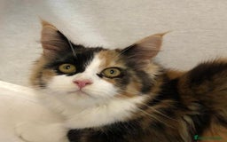 Maine Coon gatos en venta: Maine Coon Hembras - Imagen 18