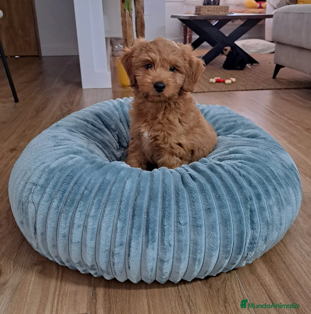 Goldendoodle perros en venta: GOLDENDOODLE - Anuncio 9