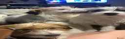 Jack Russell Terrier perros en venta: Preciosas hembras de Jack Russell Terrier Broken - Anuncio 8
