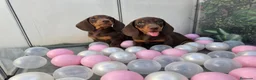 Teckel Miniatura perros en venta: TECKEL MINI CHOCOLATE - Anuncio 3