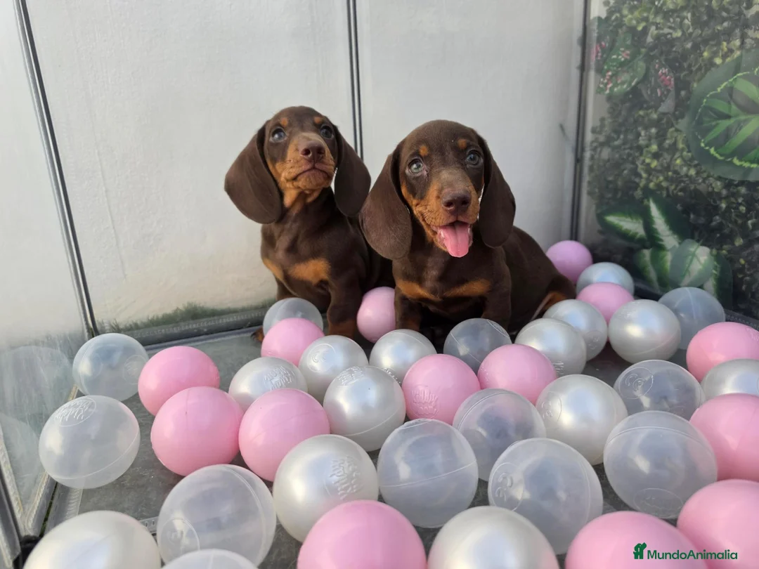 Teckel Miniatura perros en venta: TECKEL MINI CHOCOLATE - Anuncio 3