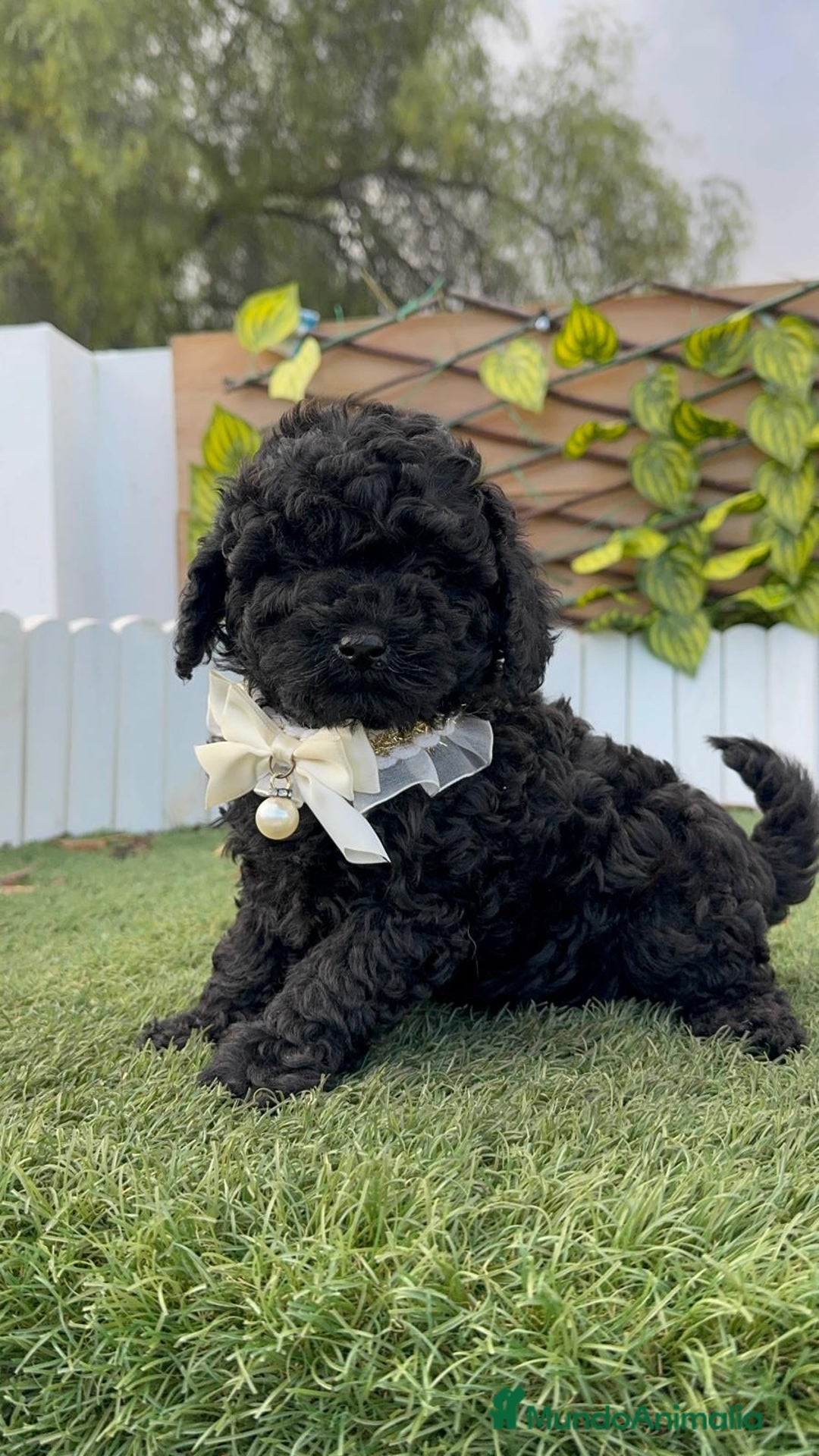 Caniche Toy perros en venta: CANICHE TOY MACHO - Anuncio 4