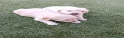 Golden Retriever perros en venta: Golden retriever machos y hembras  - Anuncio 2