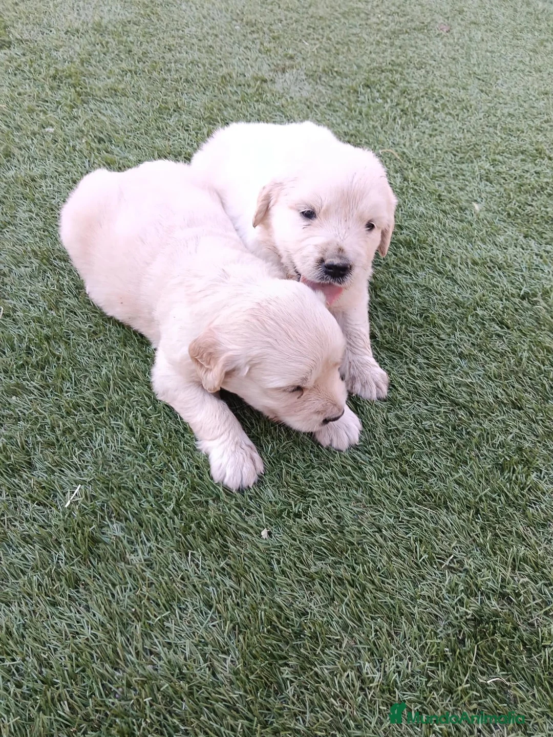 Golden Retriever perros en venta: Golden retriever machos y hembras  - Anuncio 2
