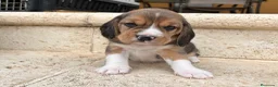 Beagle perros en venta: Beagle - Anuncio 10