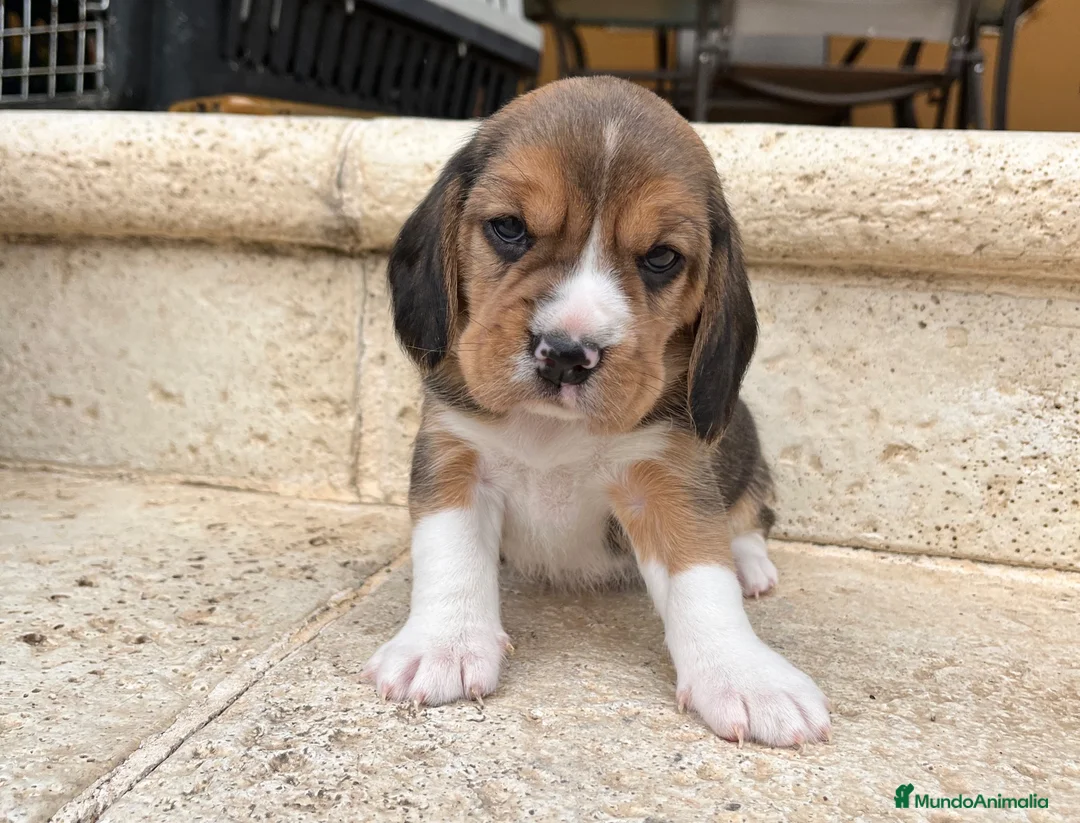 Beagle perros en venta: Beagle - Anuncio 10