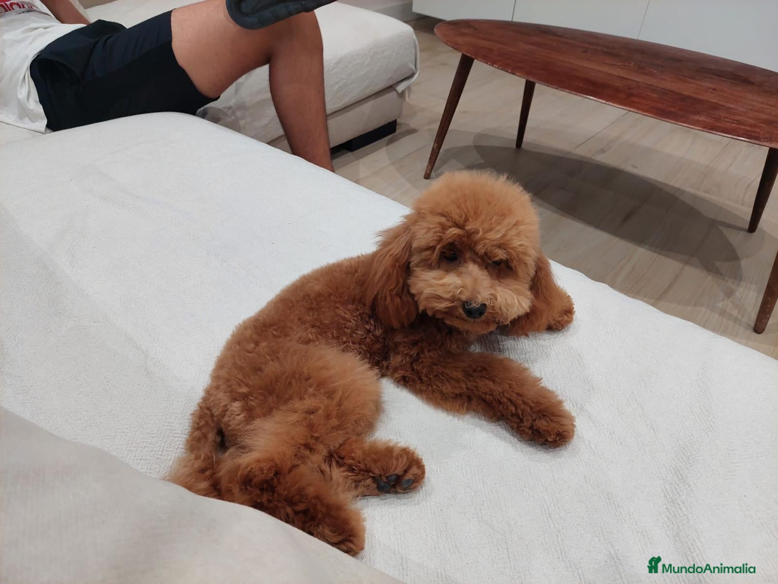 Caniche Toy perros en venta: CANICHE TOY MACHO - Anuncio 1