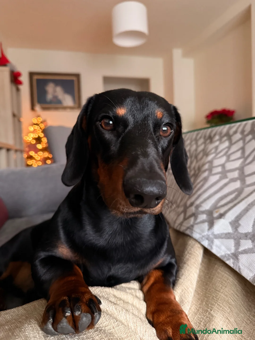 Teckel perros para monta: Teckel para montas en Granada - Anuncio 2