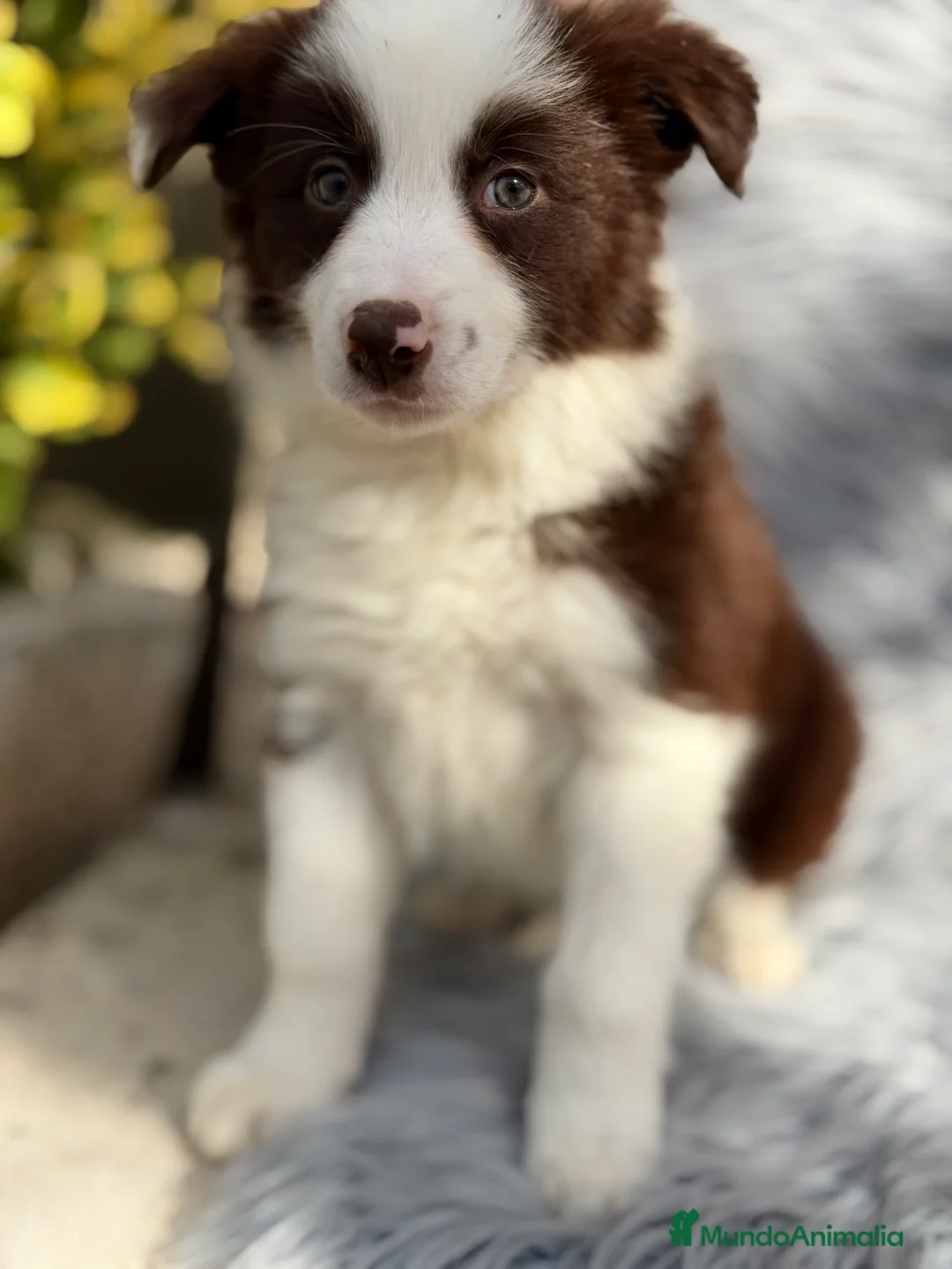 Border Collie perros en venta: Border collie  - Anuncio 7